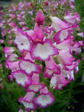 Penstemon Laura - image 1