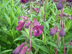 Penstemon Plum Jerkum