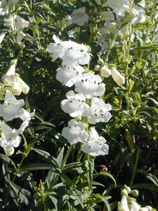 Penstemon Snowstorm - image 1