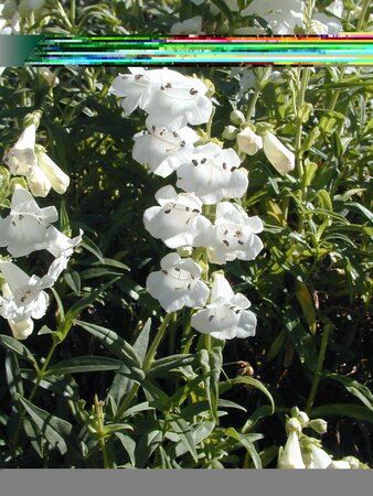 Penstemon Snowstorm - image 1