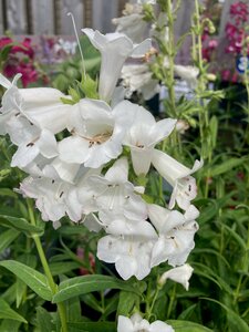 Penstemon Snowstorm - image 3