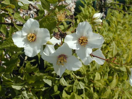 Philadelphus Belle Etoile - image 2