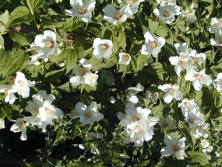 Philadelphus Belle Etoile - image 1