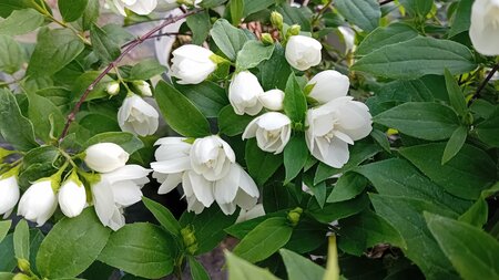 Philadelphus Manteau d'Hermine - image 1