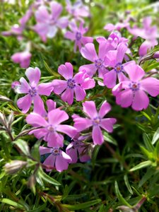 Phlox subulata Pink - image 1