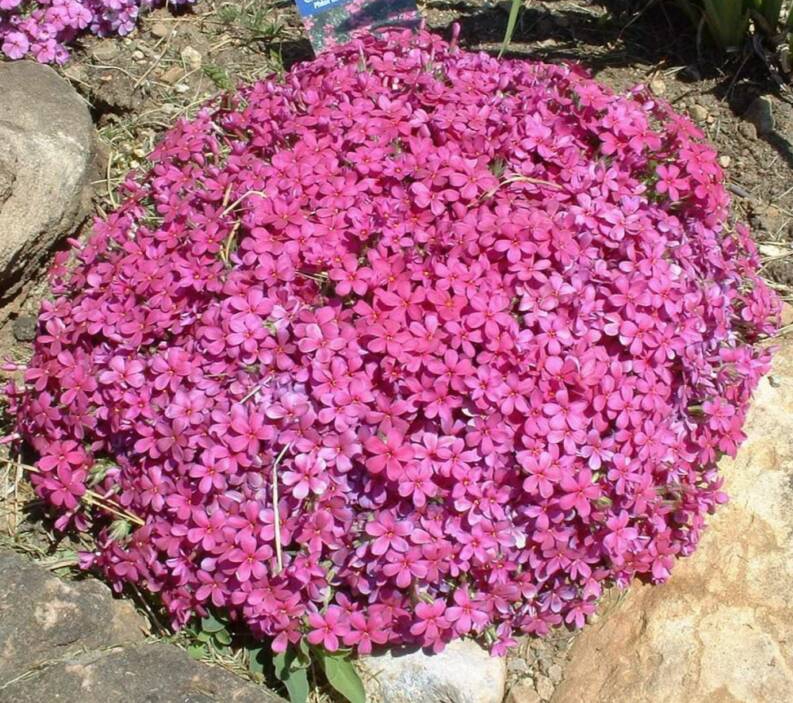 Phlox Subulata Pink - Thompsons Plants & Garden Centres