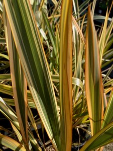 Phormium Golden Ray