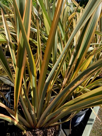 Phormium Golden Ray - image 2