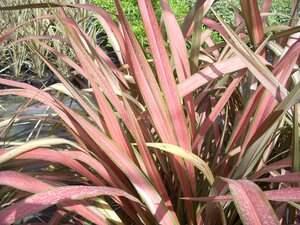 Phormium Jester - image 1