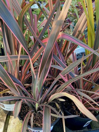 Phormium Pink Stripe - image 2