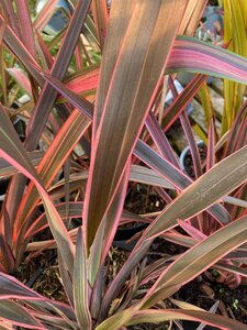 Phormium Pink Stripe