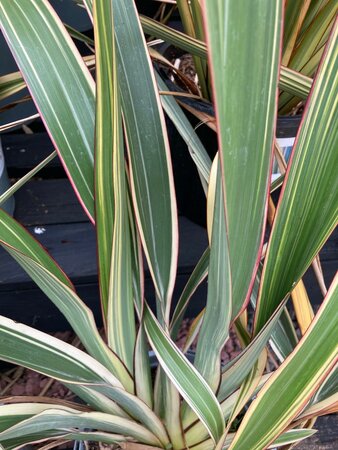 Phormium Tricolour - image 3