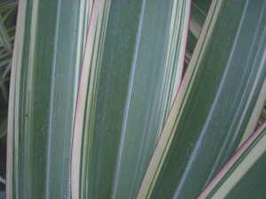 Phormium Tricolour - image 1