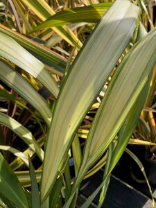 Phormium Yellow Wave - image 1