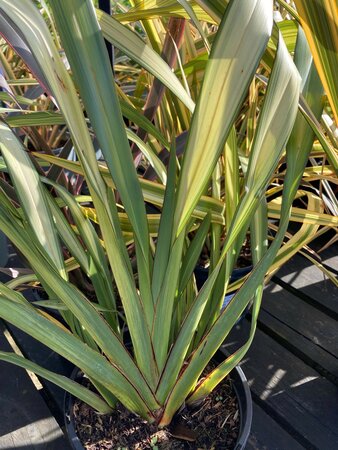 Phormium Yellow Wave - image 2