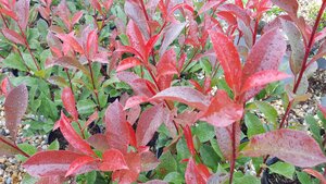 Photinia fra. Carre Rouge - image 1