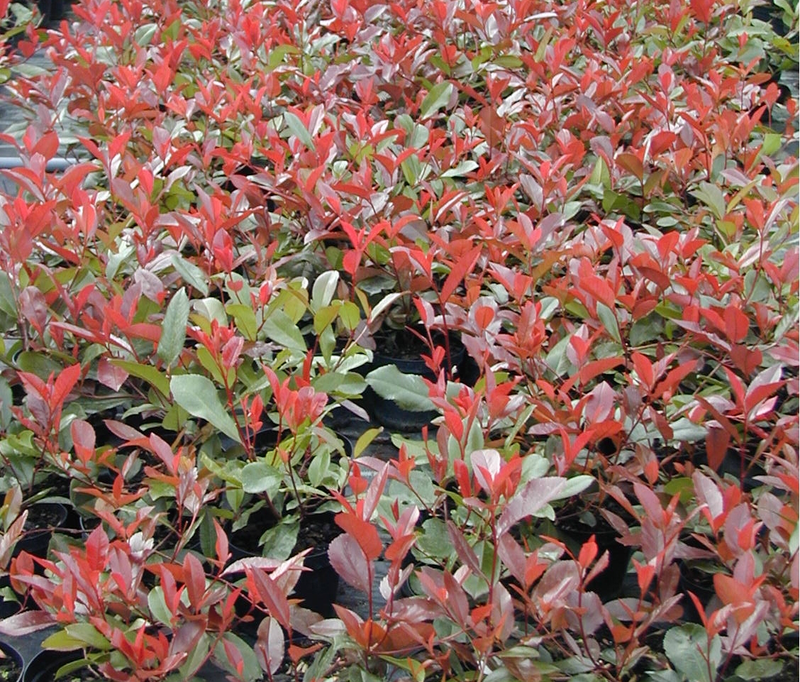 Photinia x fraseri Red Robin - Thompsons Plants & Garden Centres