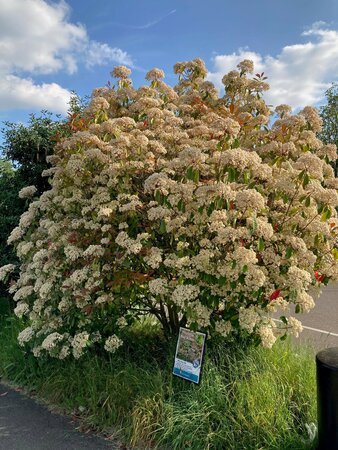 Photinia x fraseri Red Robin - image 2