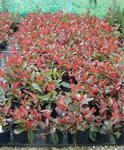 Photinia x fraseri Red Robin 7.5L - image 2