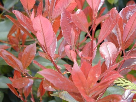 Photinia x fraseri Red Robin 7.5L - image 1