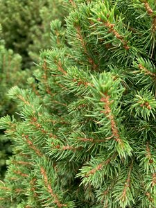 Picea Albertina Conica 10lt  80-100cm - image 2