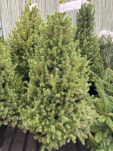 Picea Albertina Conica 10lt 80-100cm