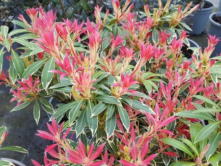 Pieris Flaming Silver - image 1