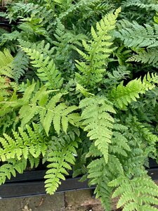 Polystichum aculeatum - image 2