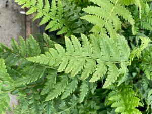 Polystichum aculeatum