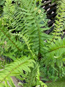 Polystichum munitum - image 2