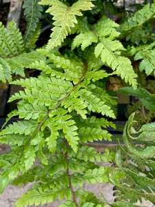 Polystichum polyblepharum - image 1