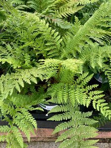 Polystichum setiferum - image 2