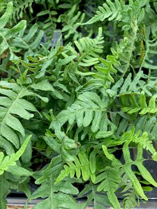 Polystichum setiferum