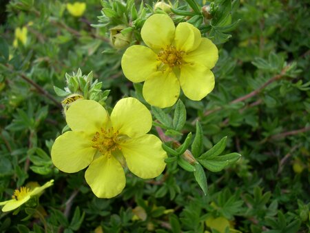 Potentilla fruticosa Goldstar - image 1