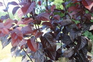 Prunus cerasifera Pissardii Nigra - image 1