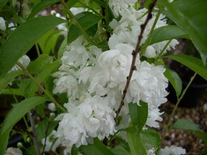 Prunus glandulosa Alba Plena