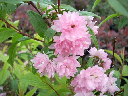 Prunus glandulosa Rosea - image 1