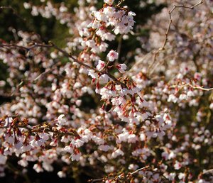 Prunus incisa Kojo No Mai