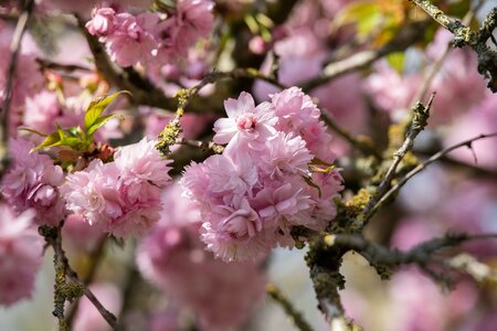 Prunus Kansan