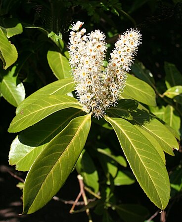 Prunus Laurocerasus - image 1