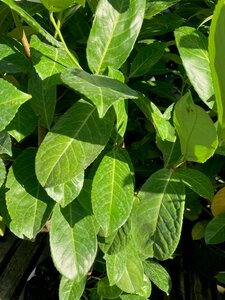 Prunus laurocerasus 7.5 Litre - image 2