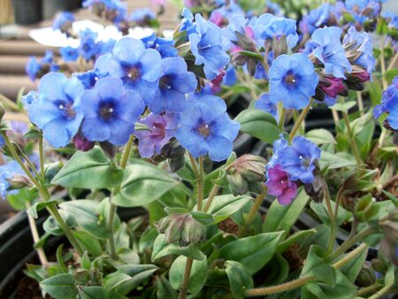 Pulmonaria Blue Ensign - image 1