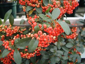 Pyracantha Red Column