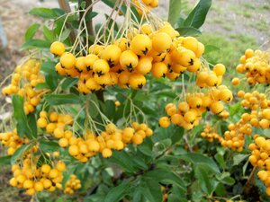 Pyracantha Soleil D'or - image 1