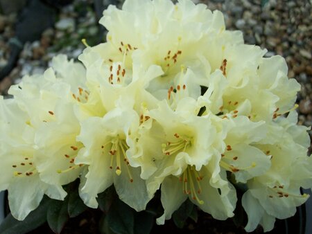 Rhododendron Cream Crest