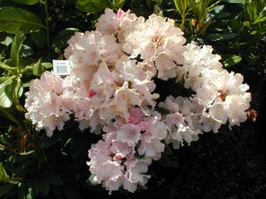 Rhododendron Dreamland