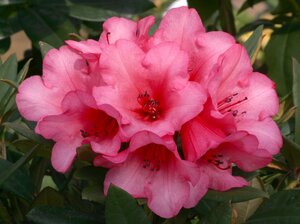 Rhododendron Winsome