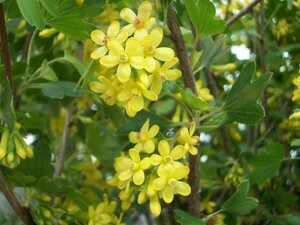 Ribes Odoratum - image 1