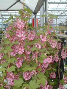 Ribes san. King Edward VII