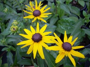 Rudbeckia fulgida Goldstrum - image 1